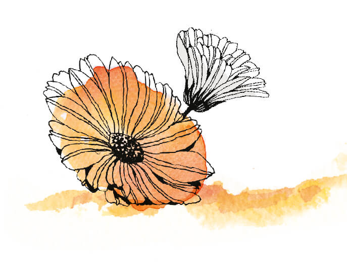 Illustration fleur de calendula - macÃ©rÃ¢t huileux de calendula d'Auvergne